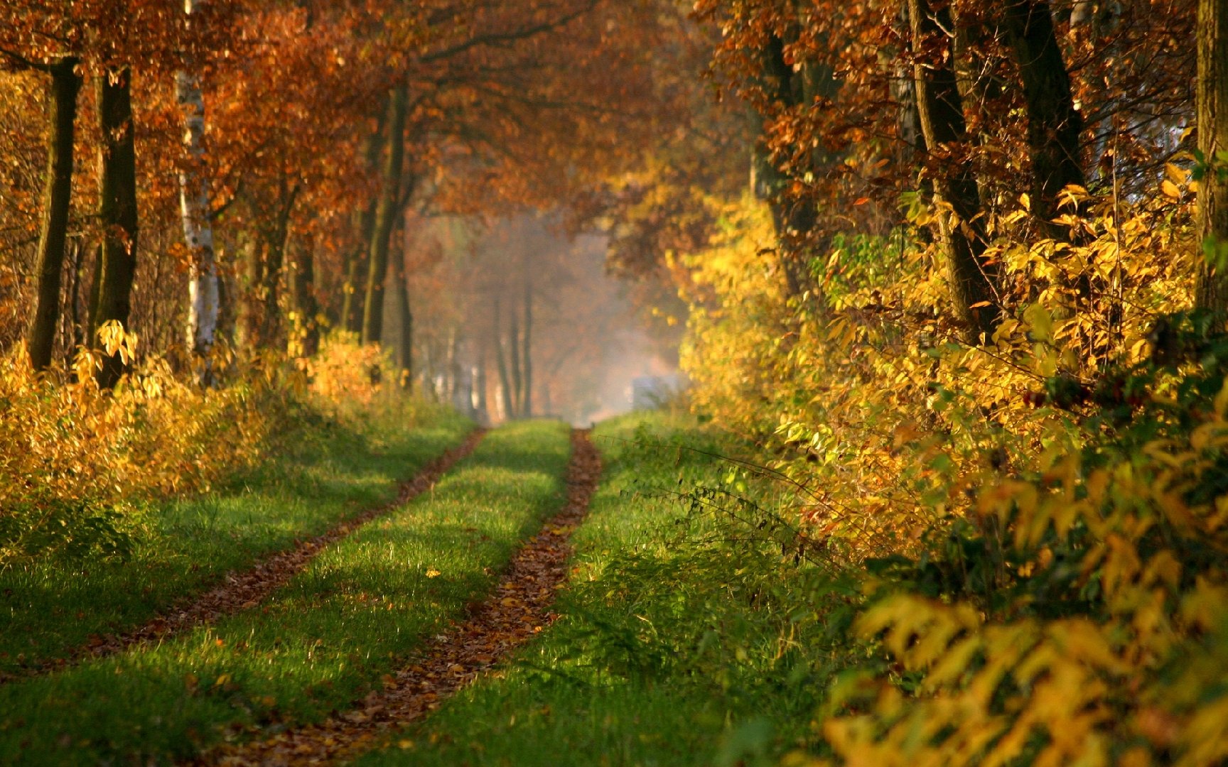 bosco_autunno